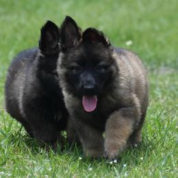 Yellow Collar Female - Sable female German Shepherd puppy in Marianna, Florida from Haus M Godwin