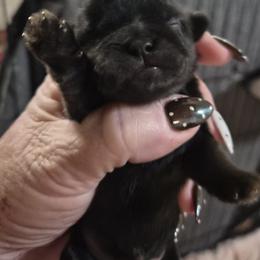 Girl 2 - Black female Shih Tzu puppy in Green Valley Lake, California from All American Shih Tzu Puppies