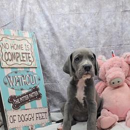 Sandy Claws - Blue female Great Dane puppy in Caldwell, Idaho from Miner's Dynamic Danes