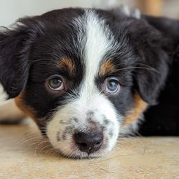 Autumn 🍁 BTF - Black tri Miniature Australian Shepherd puppy in Bonita Springs, Florida from Everts Mini Aussies