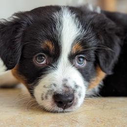 Autumn 🍁 BTF - Black tri Miniature Australian Shepherd puppy in Bonita Springs, Florida from Everts Mini Aussies