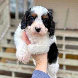 Linen - Tri-color male Cavapoo puppy in Midland, Michigan from Northern Charm Farm