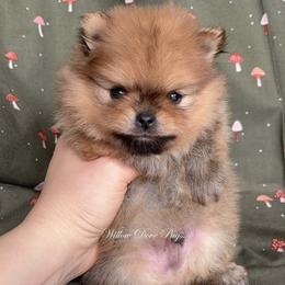 Todd - Orange male Pomeranian puppy in Coram, New York from Willow Dove Pugs