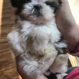 Shih Tzu Puppies from Willow Lane Shih Tzus