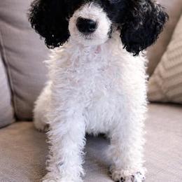 Arrow - Parti male Poodle puppy in Stanley, Wisconsin from McJare's Puppy Palace