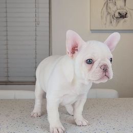 French Bulldog Puppies from Frenchies of WesCo, LLC