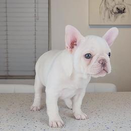 French Bulldog Puppies from Frenchies of WesCo, LLC