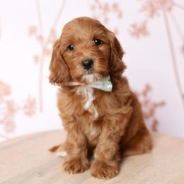 Archie - Apricot male Goldendoodle puppy in Wake Forest, Utah from Dreamcoat Doodles
