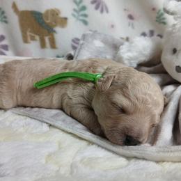 Copper - Fawn male Havapoo puppy in Blanch, North Carolina from Faithful Hearts Kennel