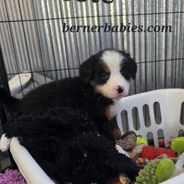 Cassie - Black rust and white female Bernese Mountain Dog puppy in Radcliffe, Iowa from Berner Babies
