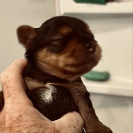 Lexi - Black and tan female Yorkshire Terrier puppy in Kingston, Oklahoma from Lake Life