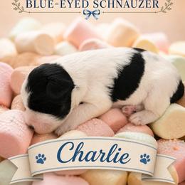 Charlie - Parti female Miniature Schnauzer puppy in Winter Haven, Florida from The Blue Eyed Schnauzer