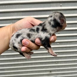 Dolly's male 2 - Dapple male Dachshund puppy in Rattan, Oklahoma from Burgett’s Barnyard Dachshunds