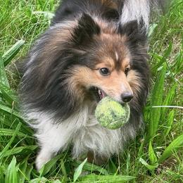 Taterbug - Shetland Sheepdog