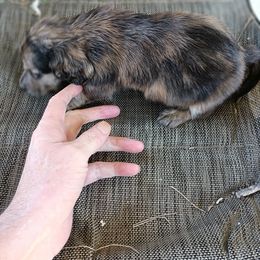 Dachshund Puppies from Bailey's Dachshunds