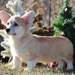 Yoga - Red male Pembroke Welsh Corgi puppy in Pollock, Missouri from Northstar