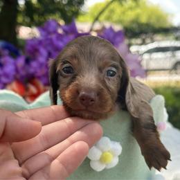 Reef- long hair - Dapple male Dachshund puppy in Lakeland, Florida from Elite Doxies Florida