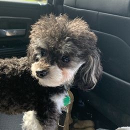 Poodles from Dianne Jackson