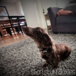 Thorin - Dachshund
