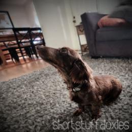 Thorin - Dachshund