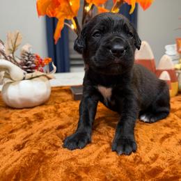 Pink collar Female - Black female Cane Corso puppy in St. Augustine, Florida from RG2 Cane Corsos