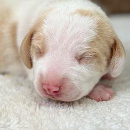 Loki - Lemon and white male Beagle puppy in Rogersville, Missouri from Hales Little Beagle Haven