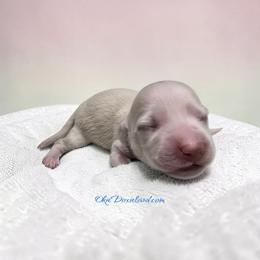 Ronnie - Cream male Dachshund puppy in Oklahoma City, Oklahoma from OkieDoxieland Dachshunds