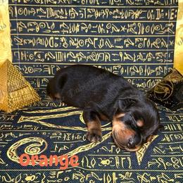 Orange Collar - Black and rust male Doberman Pinscher puppy in Louisville, Kentucky from Ruiz Dobermans