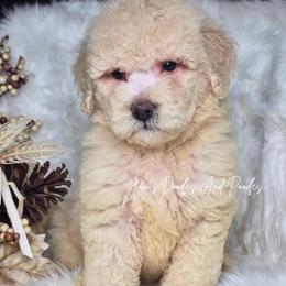 Atlas - White male Bernedoodle puppy in Cleveland, Georgia from Jam's Doodles And Poodles
