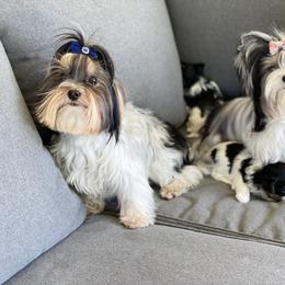 Biewer Terrier and Yorkshire Terrier Puppies from York Town California