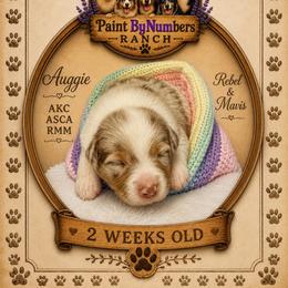 Auggie - Red merle male Australian Shepherd puppy in Magee, Mississippi from Paint ByNumbers Ranch