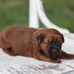 Missy - Red female Whoodle puppy in West Bend, Iowa from Blue Skies Terriers