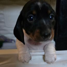 Tissy - Piebald female Dachshund puppy in Oklahoma City, Oklahoma from Hamm Weenies  AKC (Dachshunds)