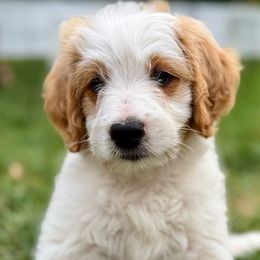 Marlin - Parti male Goldendoodle puppy in Grand Rapids, Michigan from Homestead Family Doodles