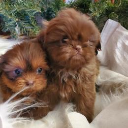 Chocolate Dobie (left) - Chocolate and tan female Shih Tzu puppy in Hillsdale, Michigan from Prairie Fen Farm