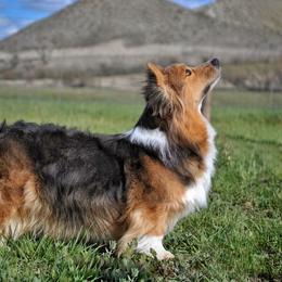 BB - Pembroke Welsh Corgi