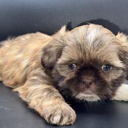 Boy 1 - Chocolate and tan male Shih Tzu puppy in Albany, New York from Precious Shihpoo’s and Luxurious Shih Tzu’s