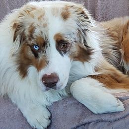 Australian Shepherd Puppies from Middle Fork Australian Shepherds