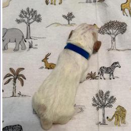 Blue - Lemon and white male Basset Hound puppy in Columbia, South Carolina from Pawmetto Hounds