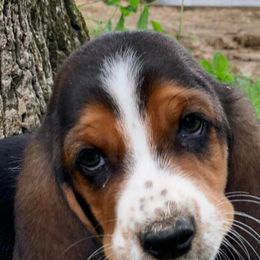 Basset Hounds and Dachshunds from High Hill Hounds