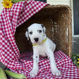 Cobb - White and black male Dalmatian puppy in Tulsa, Oklahoma from White House Dals