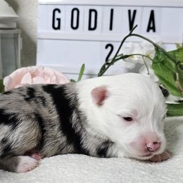 Aussiedoodles, Labradoodles, and Miniature Australian Shepherds from Longhorn Kennels