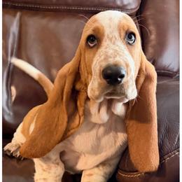 Black collar Male - Red and white male Basset Hound puppy in Columbia, South Carolina from Pawmetto Hounds