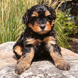 RuffNutt - female Australian Mountain Doodle puppy in Wellsville, Utah from Stay Golden Doodles