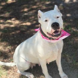 Letty - White female Dogo Argentino puppy in Winter Haven, Florida from Wayward’s Dogos and Spellbound Greyhounds