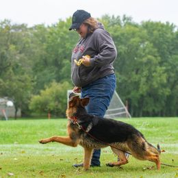 German Shepherd Puppies from Zwinger vom haus Huro