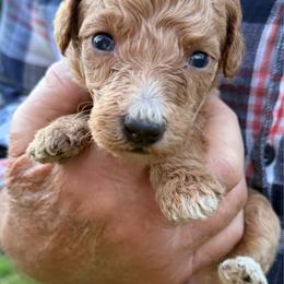 Skor - Apricot female Poodle puppy in St. Johnsbury, Vermont from Poodles of the Northern Woods