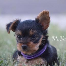 Ducky - Black and tan female Yorkshire Terrier puppy in Ceres, California from Mr.Yorkie