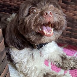 Sassy - Havanese