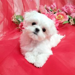 Mert - White male Maltese puppy in Fresno, California from Soua's Pups